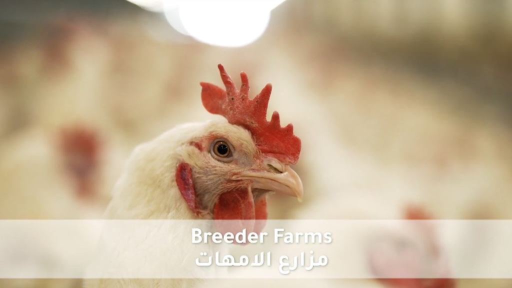 مزارع الامهات