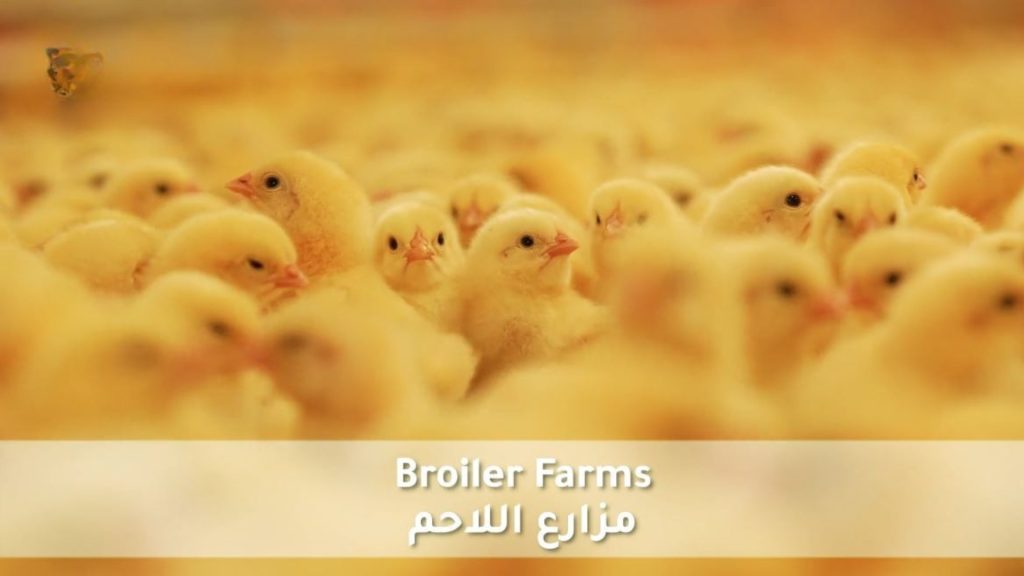 مزارع اللاحم